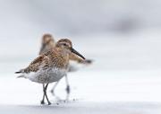 Alpenstrandlaeufer - Dunlin (Calidris alpina)